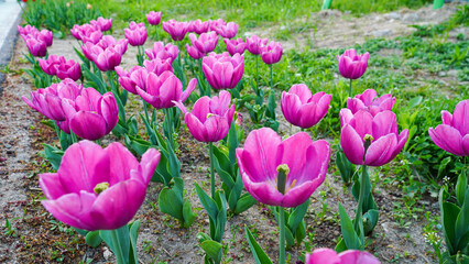 Various colors and beautiful images of tulips planted on the Han River promenade