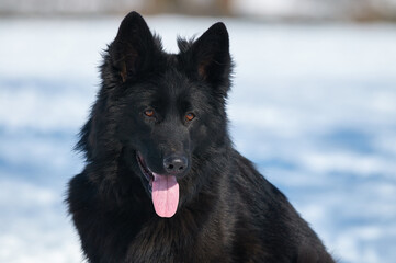 black german shepherd dog in snow