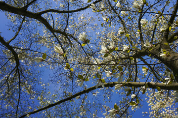 white saucer magnolia blossoms in the spring seen from below