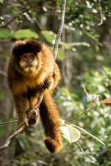 Macaco na natureza
