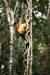 Macaco na natureza