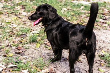 cachorro preto ao ar livre