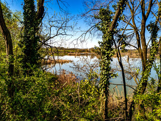 Obraz premium vista di lago tra rami nella torbiera del Sebino, Iseo