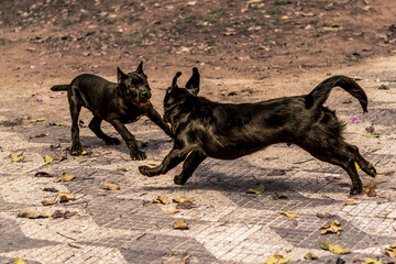 cachorros pretos ao ar livre