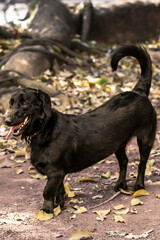cachorro preto ao ar livre