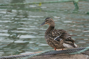 female mallard duck standing outdoors in spring