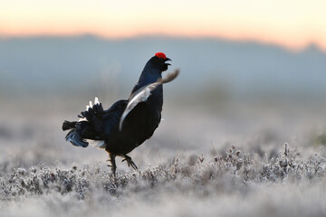 Black grouse jumping and shouting in the bog at sunrise