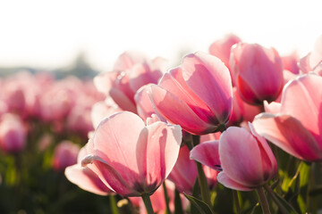 Tulpenfeld in Holland