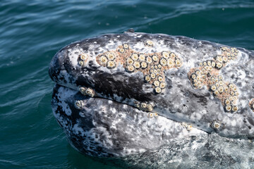 Closeup view of gray whale head with many barnacles on it's skin - 500640472