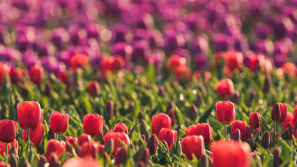 Tulips, Tulpenblüte Holland