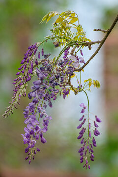 Flores de oto&ntilde;o