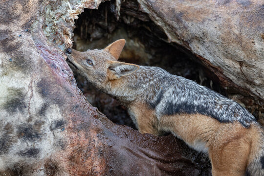 Schakal frisst - Jackal eating