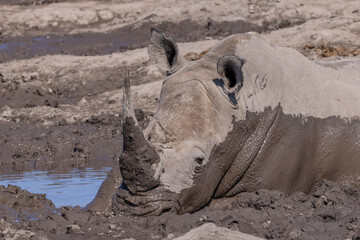 Nashorn im Schlamm - Rhino in mud