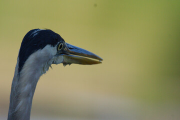 grey crowned night heron closeup