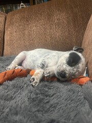 dog sleeping on the floor