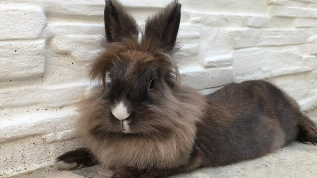 Portrait eines Zwergkaninchen.