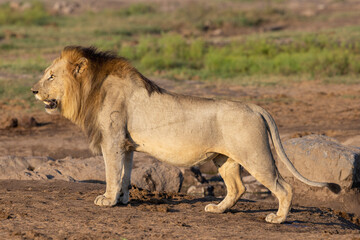 Löwe an Wasserstelle - lion at waterhole
