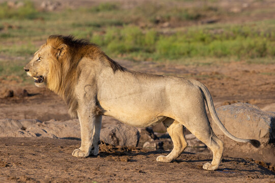 L&ouml;we an Wasserstelle - lion at waterhole