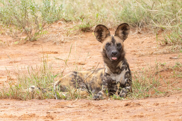 Afrikanischer Wildhund streckt Zunge raus - African wild dog with tongue out