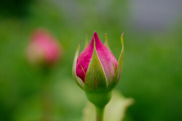 pink and yellow rose in garden