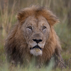 Fototapeta na wymiar Portrait Löwen Mann - portrait male lion