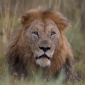 Portrait L&ouml;wen Mann - portrait male lion