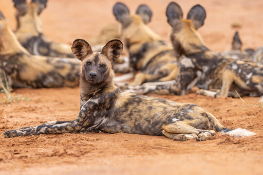 Wildhunde entspannen sich - relaxed wild dogs