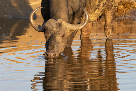 Afrikanische B&uuml;ffel trinkt an Wasserstelle bei Sonnenuntergang - Sundowner Drink of African buffalo