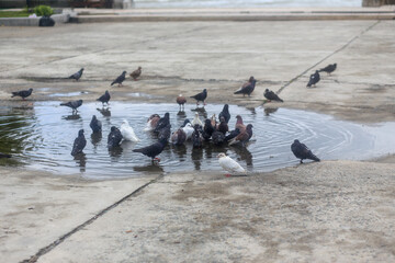 Obraz premium Pigeons shed their feathers in a puddle at the park
