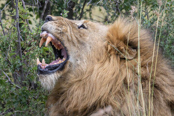 Löwe gähnt - male lion jawning