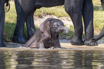 Kleiner Elefant spielt im Wasser - Baby Elephant plays in water