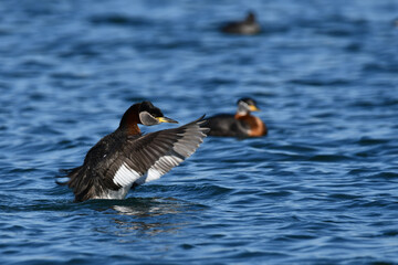 Red-necked grebe duck with wings spread on lake 