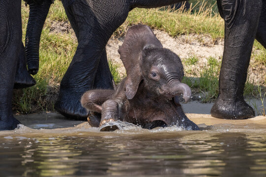 Elefanten Baby spielt im Wasser gesch&uuml;tzt durch Mutter - Elephant baby plays in water protected by mother