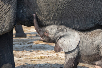 Baby Elefant steht unter seiner Mutter - baby elephant stands under its mother