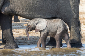 Elefanten Baby versteckt sich unter der Mutter - Baby Elephants hides under the body of the mother