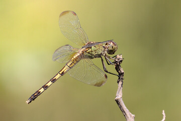 close up of dragonfly