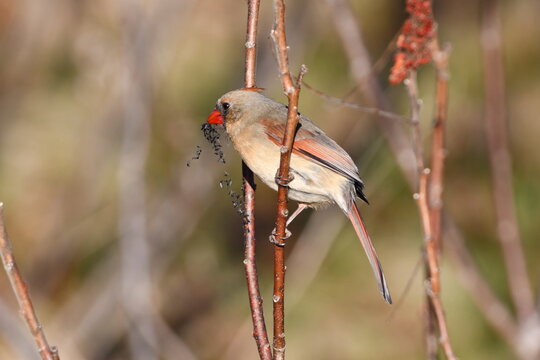 Female Northern Cardinal eating a spider web with trapped black flies caught in the web