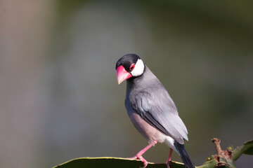 A Java Sparrow in a tree