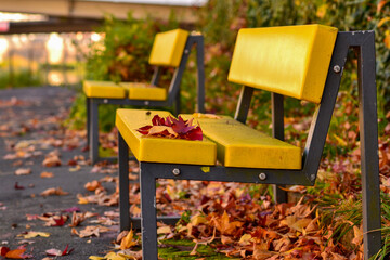 A red leaf lies on a yellow bench autumn