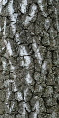 Birch Bark Texture.Old Tree, natural background