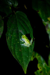 Cristal frog variety 1 in Costa Rica