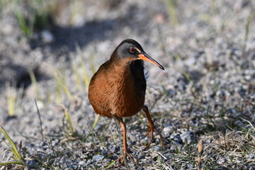 Virginia Rail bird walking through marsh