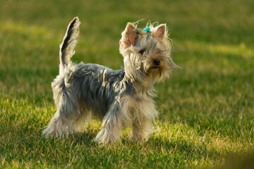 Yorkshire Terrier Standing on the Lawn