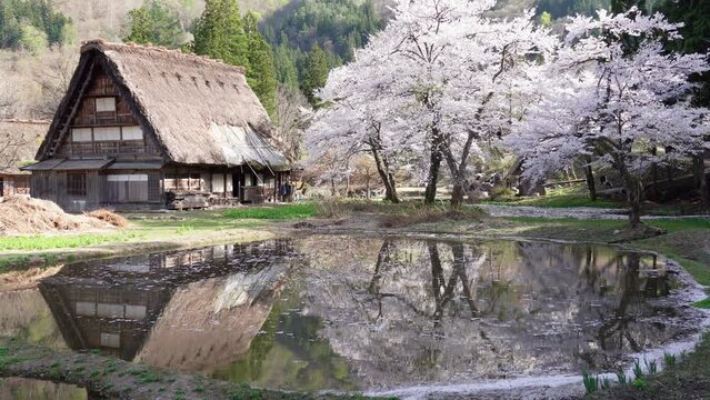 Hida, Japan - April 22, 2022 : Thatched roof or gassho-zukuri house and cherry blossoms in full bloom. 
