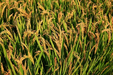 Paddy fields of autumn, the harvest scene