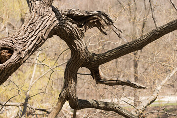 tree trunk and branches in spring