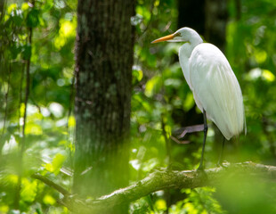 Egrets nesting in a Tree