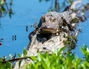 American Alligator Basking
