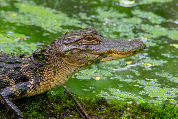 American Alligator Basking