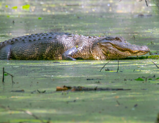 American Alligator Basking